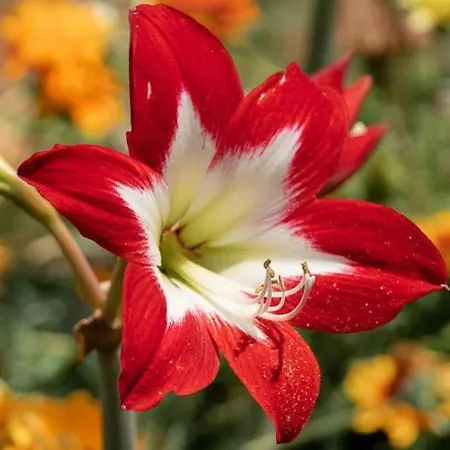Amaryllis Holiday home *